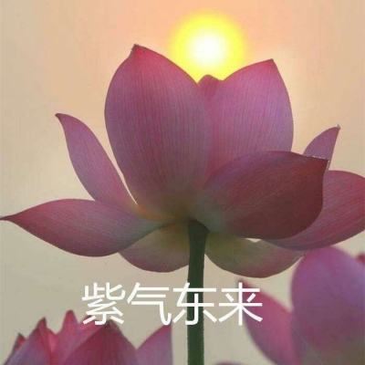 岛屿伐木工官方版下载